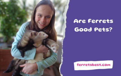 Are Ferrets Good Pets?