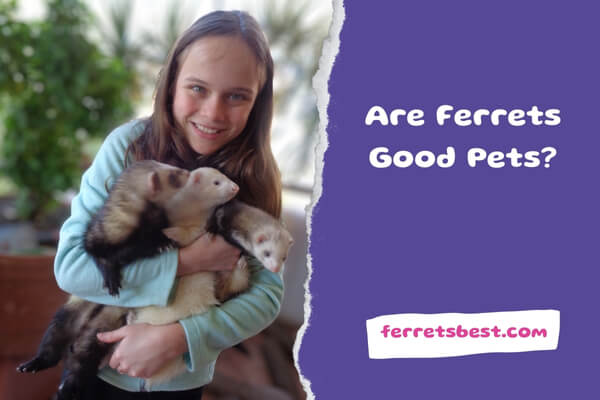 Are Ferrets Good Pets