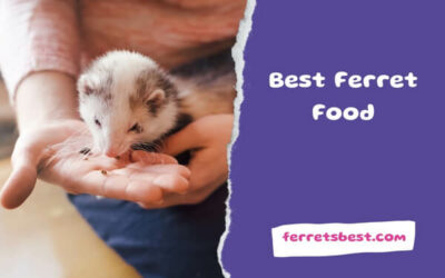 Best Ferret Food
