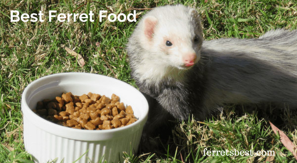 Ferret_food