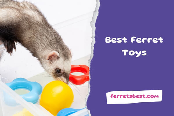Best Ferret Toys