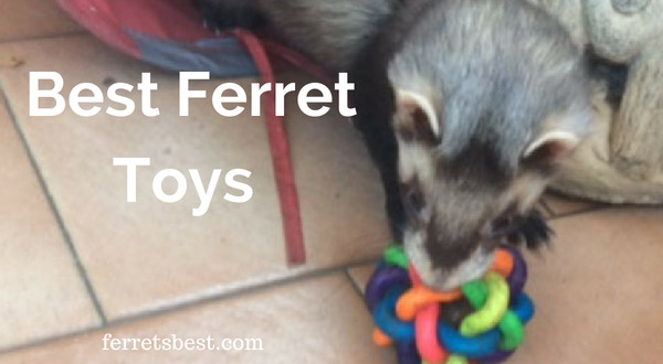 Ferret_toys