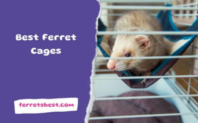 Best Ferret Cages