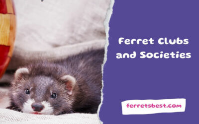 Ferret Clubs and Societies