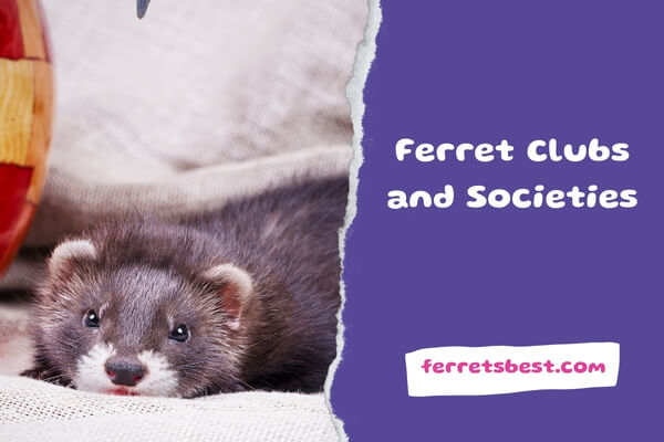 Ferret Clubs and Societies