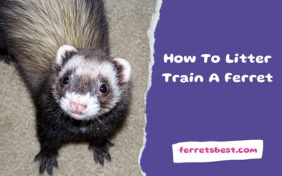 How To Litter Train A Ferret