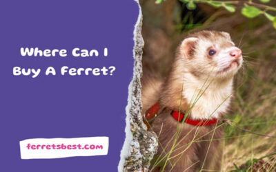Where Can I Buy A Ferret?