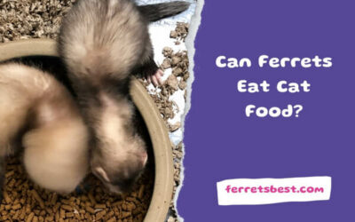 Can Ferrets Eat Cat Food?