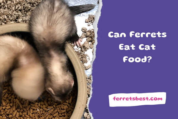 Can Ferrets Eat Cat Food?