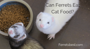 Can Ferrets Eat Cat Food