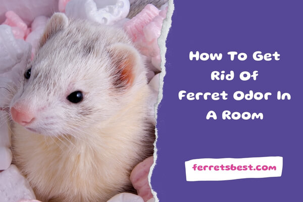 How To Get Rid Of Ferret Odor In A Room
