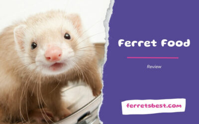 Ferret Food Review