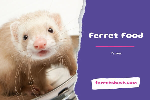 Ferret Food Review
