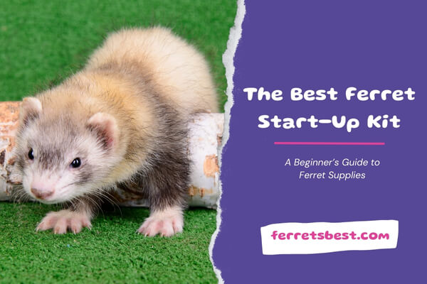 The Best Ferret Start-Up Kit – A Beginner’s Guide to Ferret Supplies