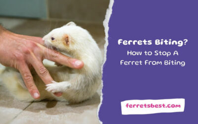 Ferrets Biting? How to Stop A Ferret From Biting