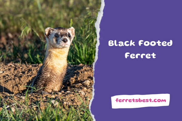 Black Footed Ferret