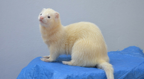 Benefits of adopting a ferret