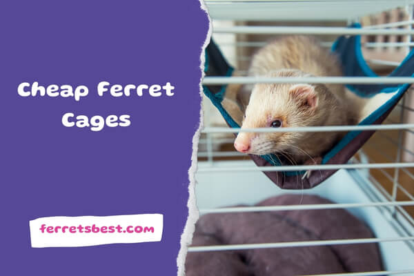 Cheap Ferret Cages