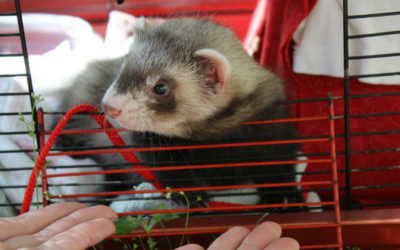 Cheap  Ferret Cages