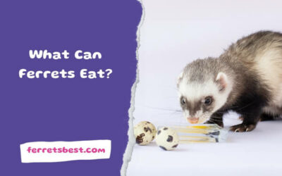 What Can Ferrets Eat?