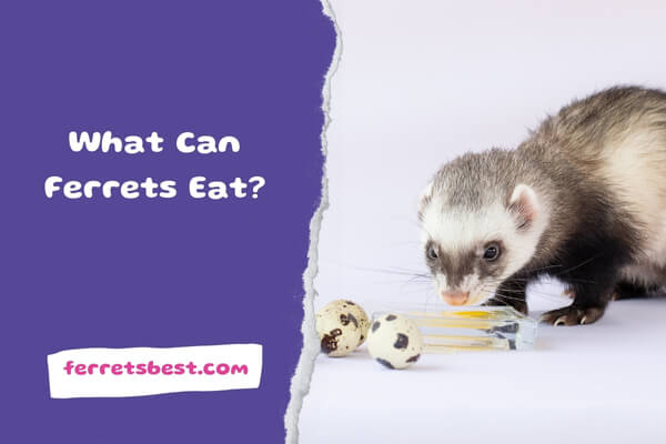What Can Ferrets Eat?