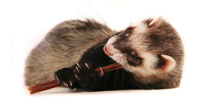 What can ferrets eat?