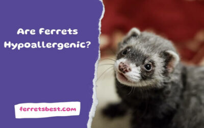 Are Ferrets Hypoallergenic?