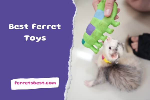 Ferret Toys