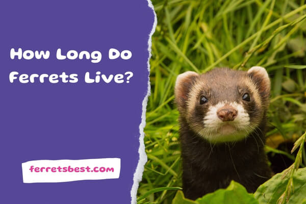 How Long Do Ferrets Live