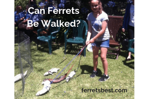 Can Ferrets be walked