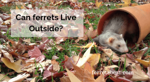 Can ferrets Live Outside