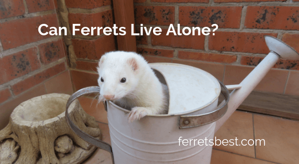 Can ferrets live alone