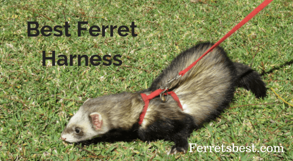 Ferret Harness