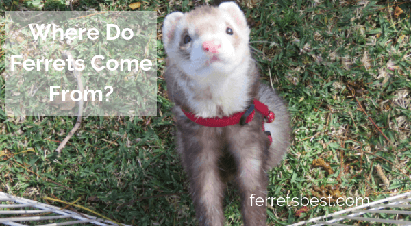 where do ferrets come from