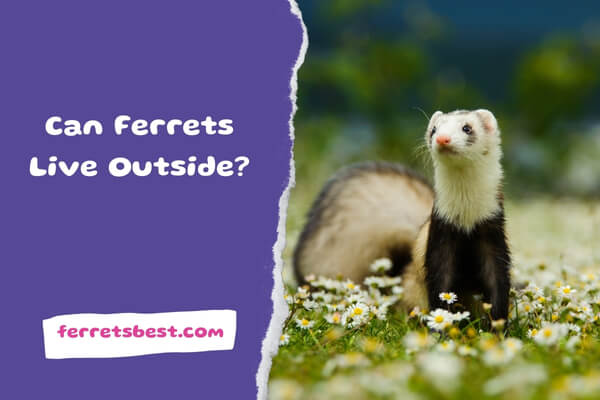 Can Ferrets Live Outside?