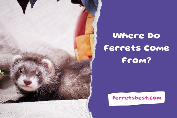Where Do Ferrets Come From?
