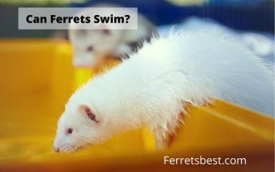 Can Ferrets Swim?
