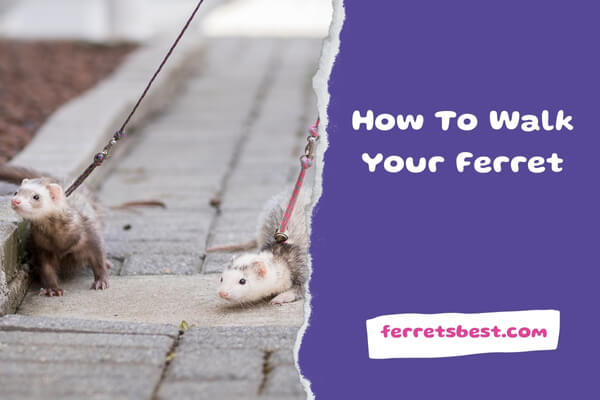 How To Walk Your Ferret