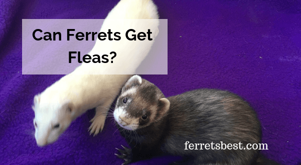 Can Ferrets Get Fleas?
