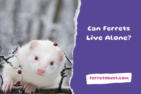 Can Ferrets Live Alone?
