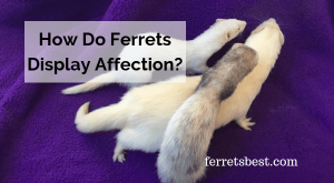 How Do Ferrets Display Affection