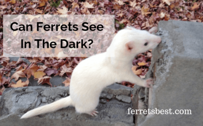Can Ferrets See In The Dark?