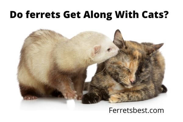 Do Ferrets Get Alone With Cats?