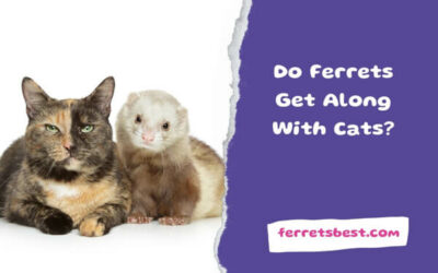 Do Ferrets Get Along With Cats?