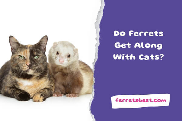 Do Ferrets Get Along With Cats