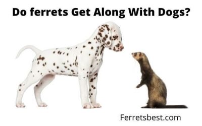 Do Ferrets Get Along With Dogs?