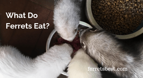 What Do Ferrets Eat