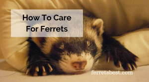 How To Care For Ferrets