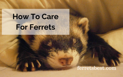 How To Care For Ferrets