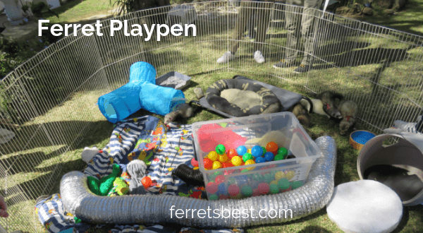 Ferret PlayPens